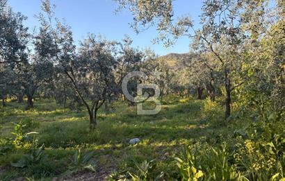 BURSA ORHANGAZİ KERAMET DE SATILIK 2032 M2 ZEYTİNLİK YOLU VAR