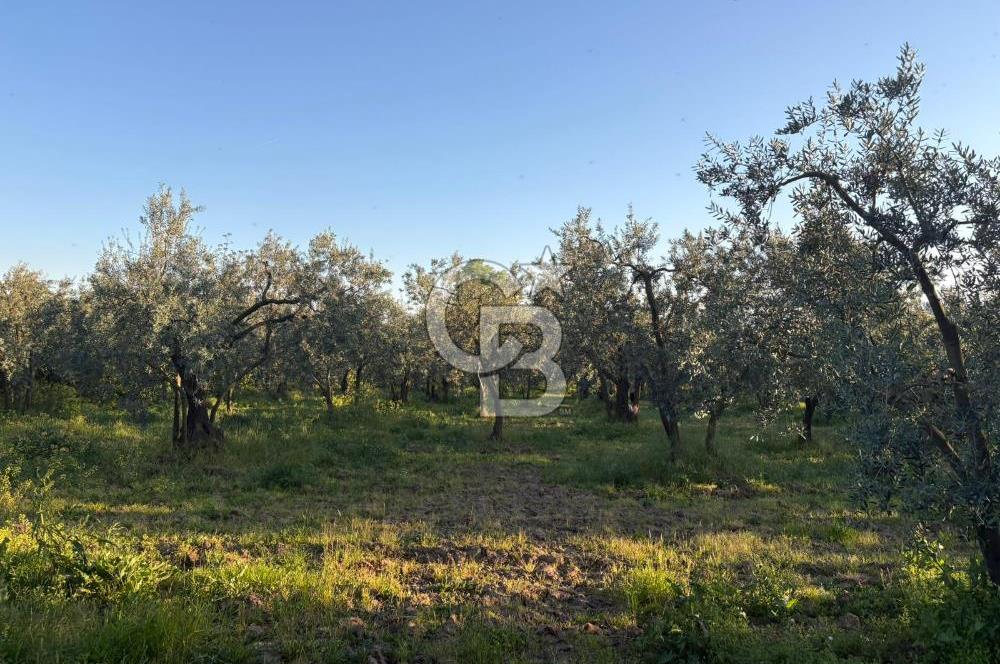 BURSA ORHANGAZİ KERAMET DE SATILIK 2032 M2 ZEYTİNLİK YOLU VAR