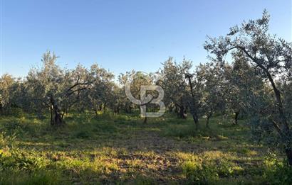 BURSA ORHANGAZİ KERAMET DE SATILIK 2032 M2 ZEYTİNLİK YOLU VAR