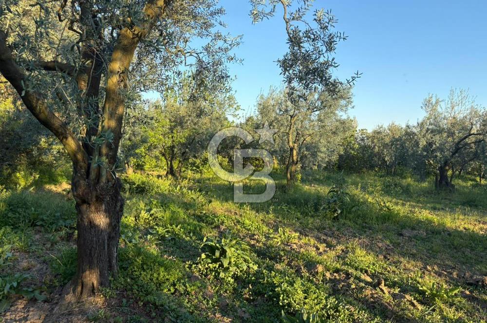 BURSA ORHANGAZİ KERAMET DE SATILIK 2032 M2 ZEYTİNLİK YOLU VAR
