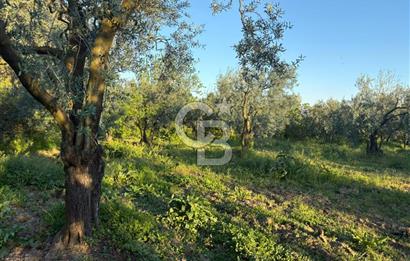 BURSA ORHANGAZİ KERAMET DE SATILIK 2032 M2 ZEYTİNLİK YOLU VAR