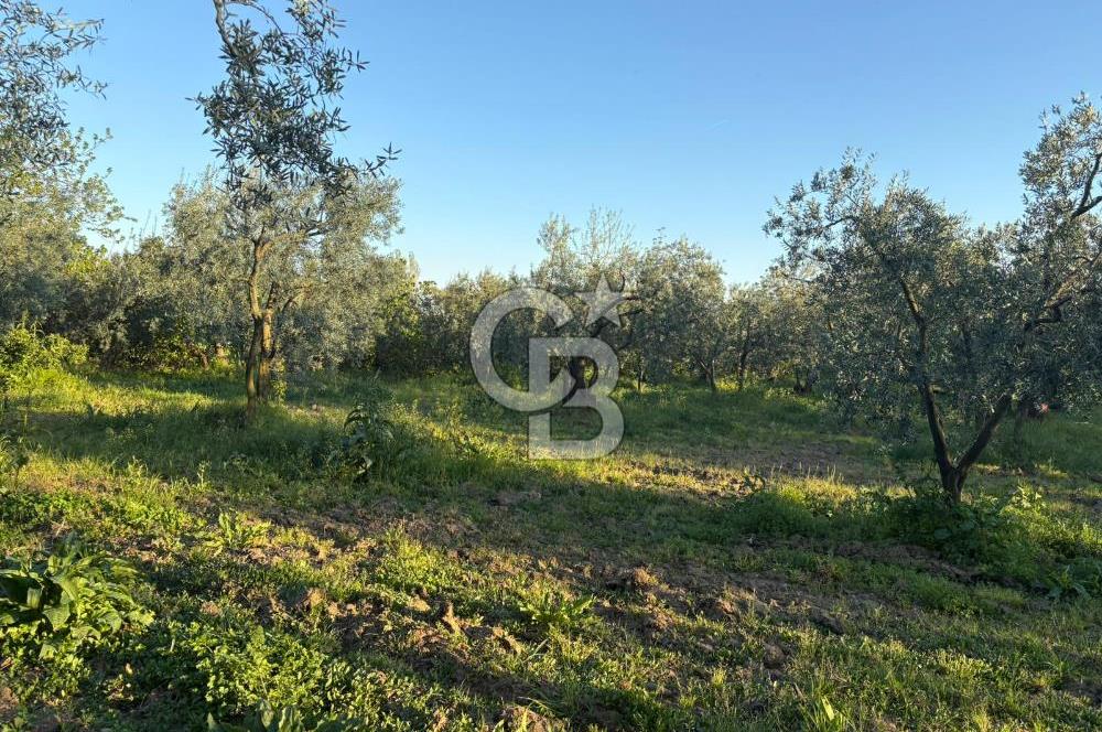 BURSA ORHANGAZİ KERAMET DE SATILIK 2032 M2 ZEYTİNLİK YOLU VAR