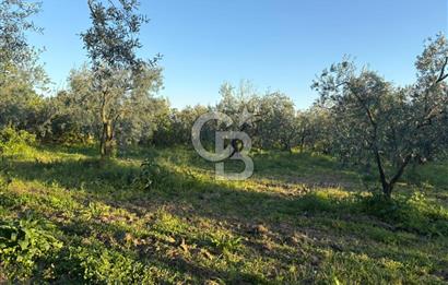 BURSA ORHANGAZİ KERAMET DE SATILIK 2032 M2 ZEYTİNLİK YOLU VAR