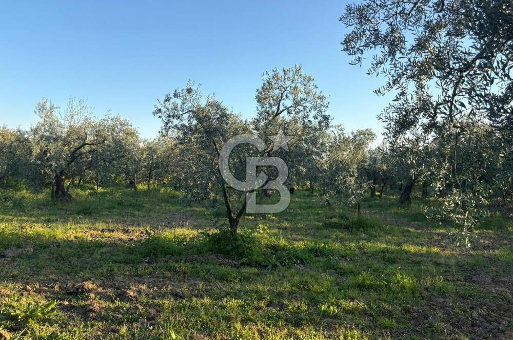 BURSA ORHANGAZİ KERAMET DE SATILIK 2032 M2 ZEYTİNLİK YOLU VAR