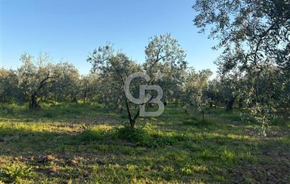 BURSA ORHANGAZİ KERAMET DE SATILIK 2032 M2 ZEYTİNLİK YOLU VAR