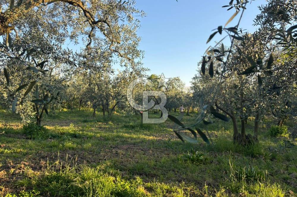 BURSA ORHANGAZİ KERAMET DE SATILIK 2032 M2 ZEYTİNLİK YOLU VAR