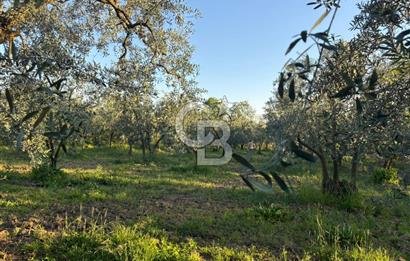 BURSA ORHANGAZİ KERAMET DE SATILIK 2032 M2 ZEYTİNLİK YOLU VAR