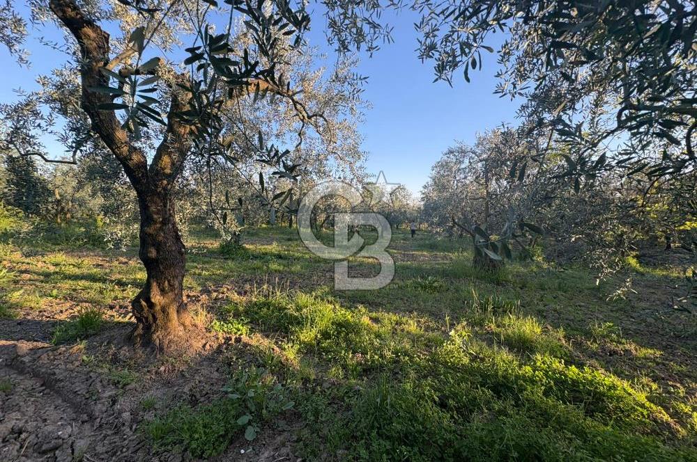 BURSA ORHANGAZİ KERAMET DE SATILIK 2032 M2 ZEYTİNLİK YOLU VAR