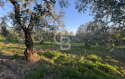 BURSA ORHANGAZİ KERAMET DE SATILIK 2032 M2 ZEYTİNLİK YOLU VAR