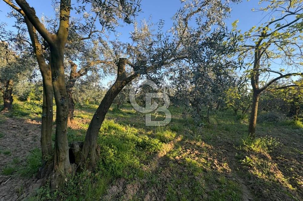 BURSA ORHANGAZİ KERAMET DE SATILIK 2032 M2 ZEYTİNLİK YOLU VAR