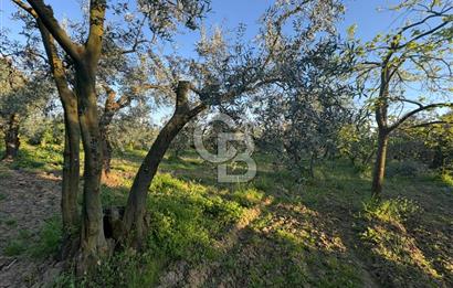 BURSA ORHANGAZİ KERAMET DE SATILIK 2032 M2 ZEYTİNLİK YOLU VAR