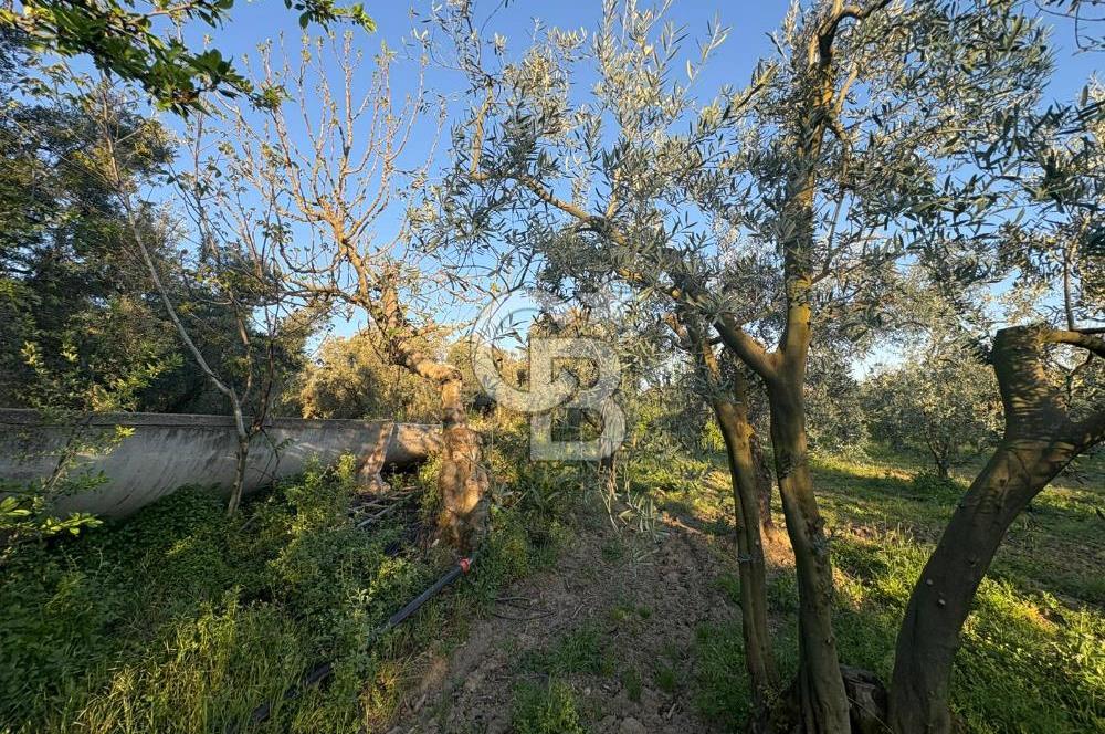 BURSA ORHANGAZİ KERAMET DE SATILIK 2032 M2 ZEYTİNLİK YOLU VAR