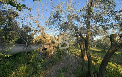 BURSA ORHANGAZİ KERAMET DE SATILIK 2032 M2 ZEYTİNLİK YOLU VAR