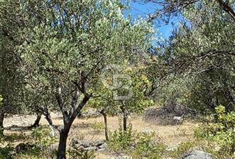 ÇANAKKALE AYVACIK KOZLU'DA PANAROMİK DENİZ MANZARALI ZEYTİNLİK - 11 - 343665