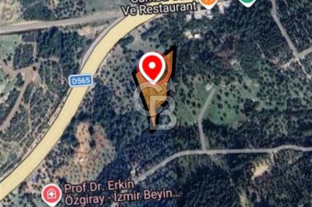 Bornova Erzene’de Merkeze Yakın, Konumu Mükemmel 8 Dönüm Satılık Zeytinlik 