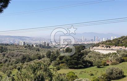 Bornova Erzene’de Merkeze Yakın, Konumu Mükemmel 8 Dönüm Satılık Zeytinlik 