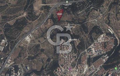 Bornova Erzene’de Merkeze Yakın, Konumu Mükemmel 8 Dönüm Satılık Zeytinlik 