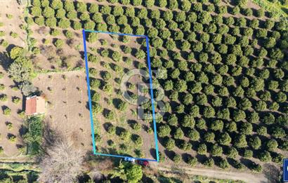 Köyceğiz Beyobası Satılık 3.050.000 TL Yatırımlık Tarla