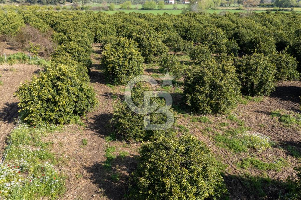 Köyceğiz Beyobası Satılık 3.050.000 TL Yatırımlık Tarla