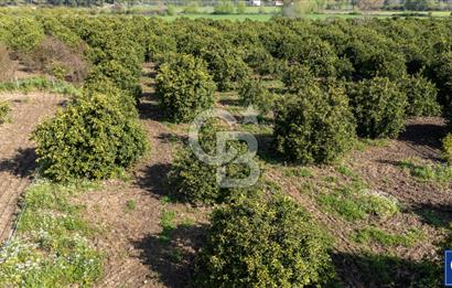 Köyceğiz Beyobası Satılık 3.050.000 TL Yatırımlık Tarla