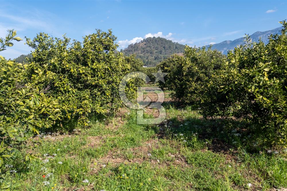 Köyceğiz Beyobası Satılık 3.050.000 TL Yatırımlık Tarla