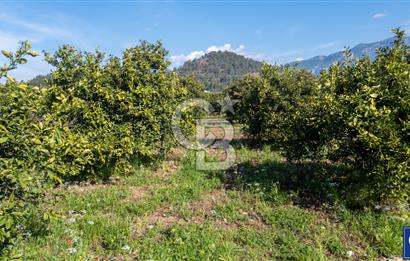 Köyceğiz Beyobası Satılık 3.050.000 TL Yatırımlık Tarla