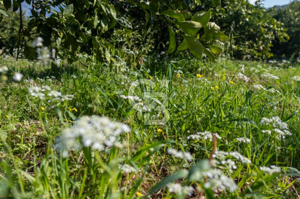 Köyceğiz Beyobası Satılık 3.050.000 TL Yatırımlık Tarla