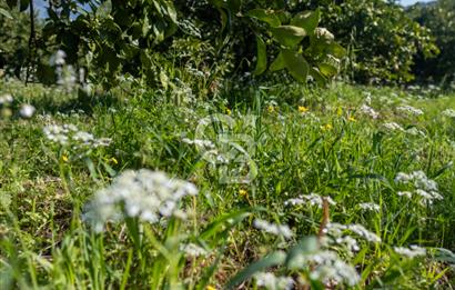 Köyceğiz Beyobası Satılık 3.050.000 TL Yatırımlık Tarla