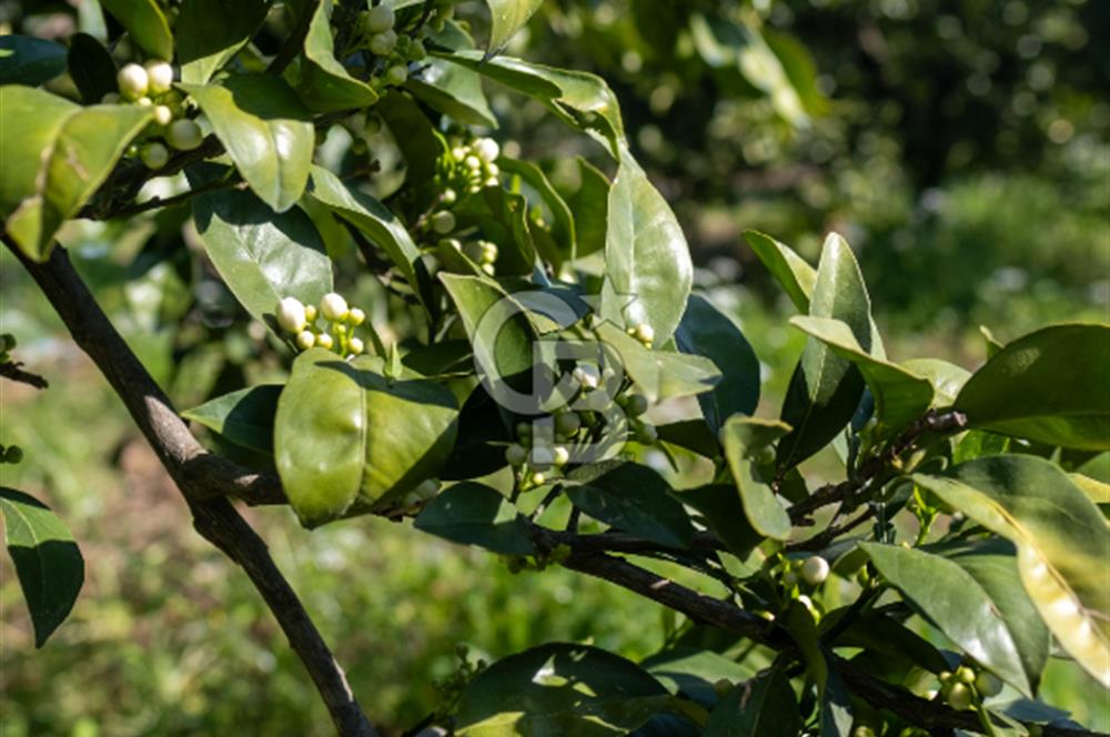 Köyceğiz Beyobası Satılık 3.050.000 TL Yatırımlık Tarla