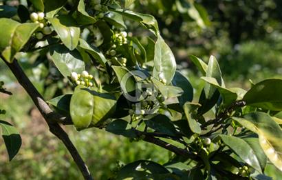 Köyceğiz Beyobası Satılık 3.050.000 TL Yatırımlık Tarla