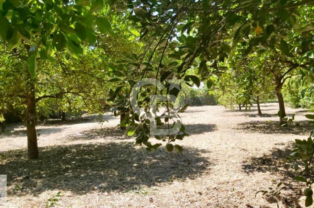 Ortaca Okçular'da Altyapılı Satılık Doğa Manzaralı AHŞAP EVİ OLAN Bahçe 