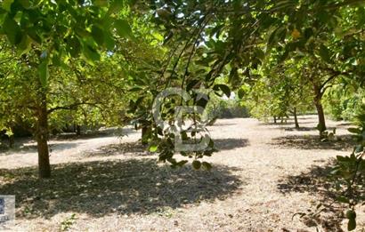 Ortaca Okçular'da Altyapılı Satılık Doğa Manzaralı AHŞAP EVİ OLAN Bahçe 