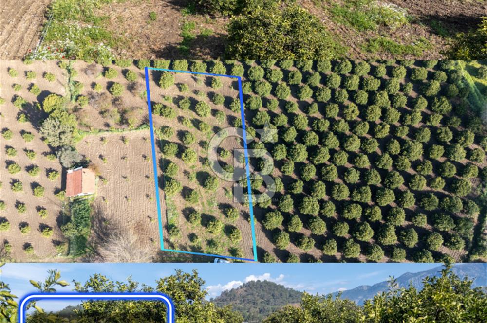 Köyceğiz Beyobası Satılık 3.050.000 TL Yatırımlık Tarla