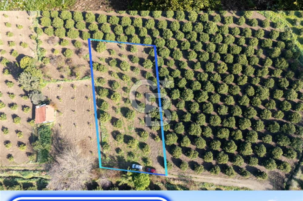 Köyceğiz Beyobası Satılık 3.050.000 TL Yatırımlık Tarla