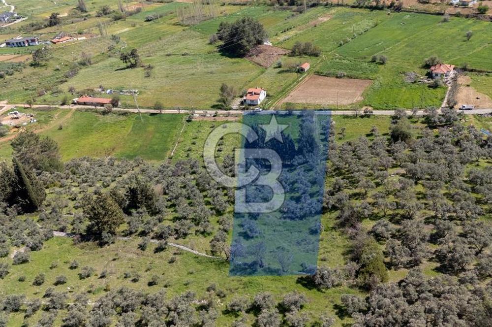 Muğla Ula Kızılağaç Satılık 19.5 Milyon TL Yatırımlık Tarla