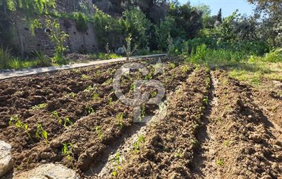 KEMALPAŞA ARMUTLU'DA İÇİNDE EVİ OLAN MUHTEŞEM BAHÇE-SATILIK