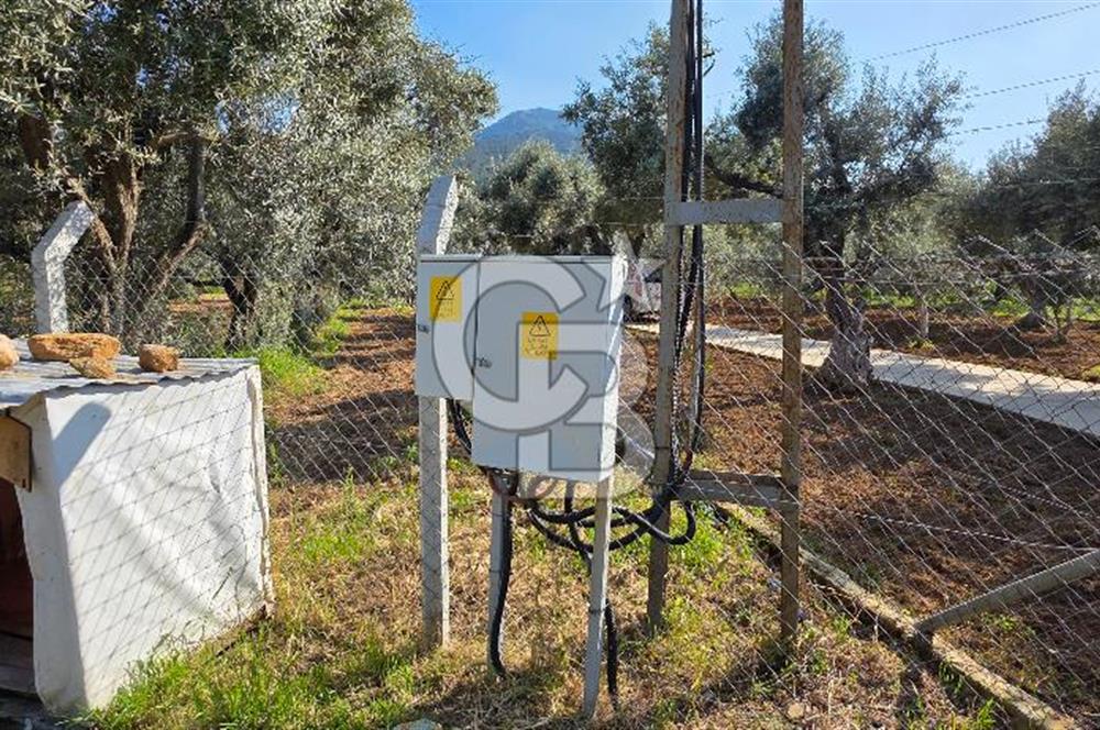 KEMALPAŞA ARMUTLU'DA İÇİNDE EVİ OLAN MUHTEŞEM BAHÇE-SATILIK