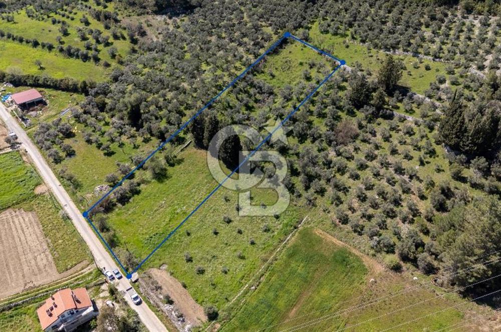 Muğla Ula Kızılağaç Satılık 19.5 Milyon TL Yatırımlık Tarla