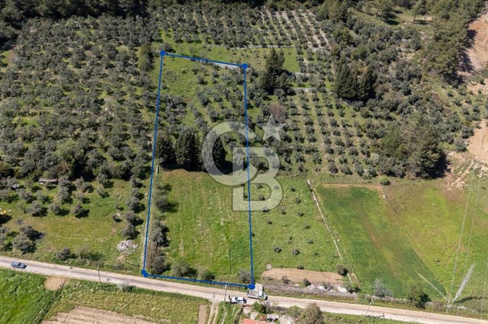 Muğla Ula Kızılağaç Satılık 19.5 Milyon TL Yatırımlık Tarla