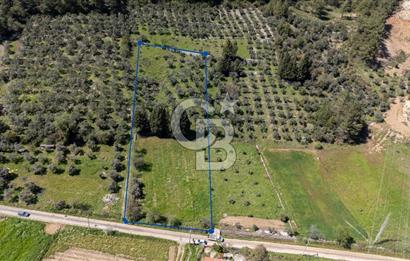 Muğla Ula Kızılağaç Satılık 19.5 Milyon TL Yatırımlık Tarla