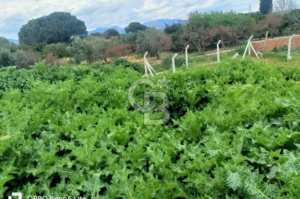 CB Leader'den Havranda Yapı İzinli Sanayi Bölgesinde Ticari Arsa