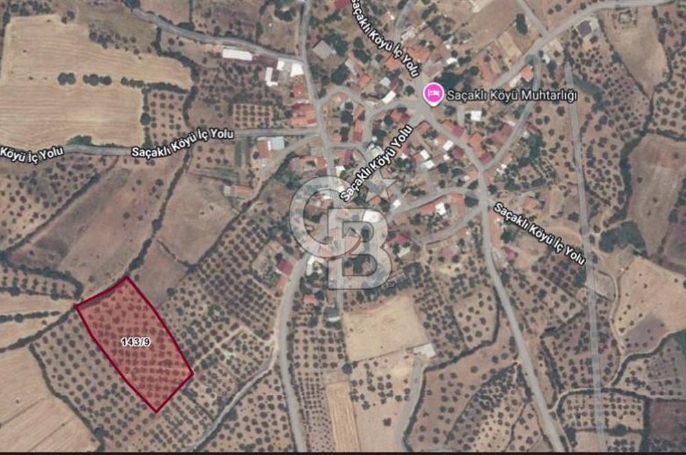 ÇANAKKALE BAYRAMİÇ SAÇAKLI KÖYÜNDE SATILIK 7990 M2 ZEYTİNLİK