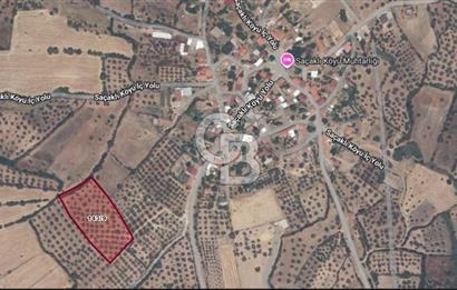 ÇANAKKALE BAYRAMİÇ SAÇAKLI KÖYÜNDE SATILIK 7990 M2 ZEYTİNLİK