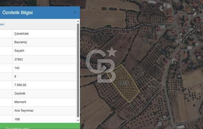 ÇANAKKALE BAYRAMİÇ SAÇAKLI KÖYÜNDE SATILIK 7990 M2 ZEYTİNLİK