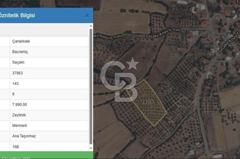 ÇANAKKALE BAYRAMİÇ SAÇAKLI KÖYÜNDE SATILIK 7990 M2 ZEYTİNLİK