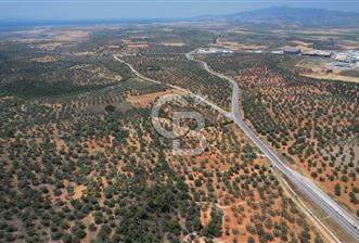 Bergama Zeytindağ'da Satılık 3.980 m² Zeytinlik - 8 - 346463