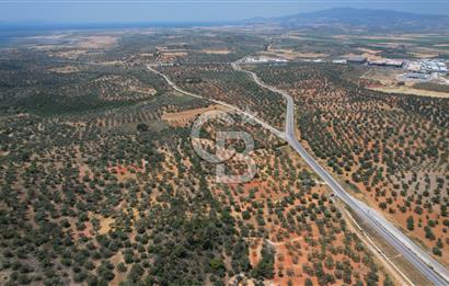 Bergama Zeytindağ'da Satılık 3.980 m² Zeytinlik
