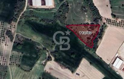 BALIKESİR / ALTIEYLÜL / CİNGE MAHALLESİ