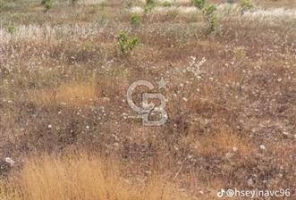 SATILIK ARAZİ.156 TANE İNCİR AGACI VE ARTEZYEN SU VAR - 5 - 346482