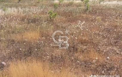 SATILIK ARAZİ.156 TANE İNCİR AGACI VE ARTEZYEN SU VAR